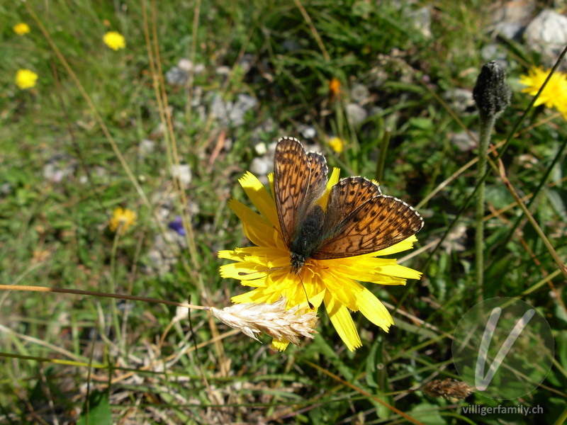 Randring-Perlmutterfalter: Übersicht